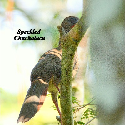Speckled Chachalaca
